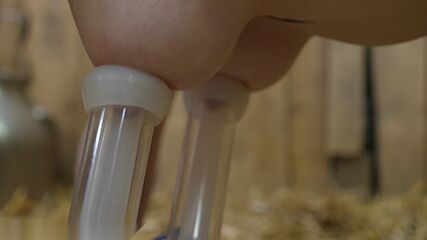 Tetona Ordeñada Con Dolor Extremo